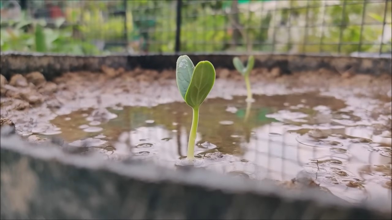 Flaschenkürbis Anbau Schritt für Schritt