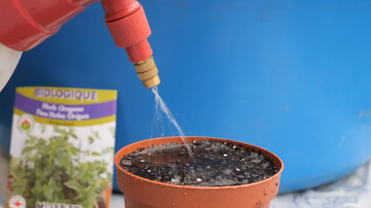 Küchen Oregano Anbau Anleitung