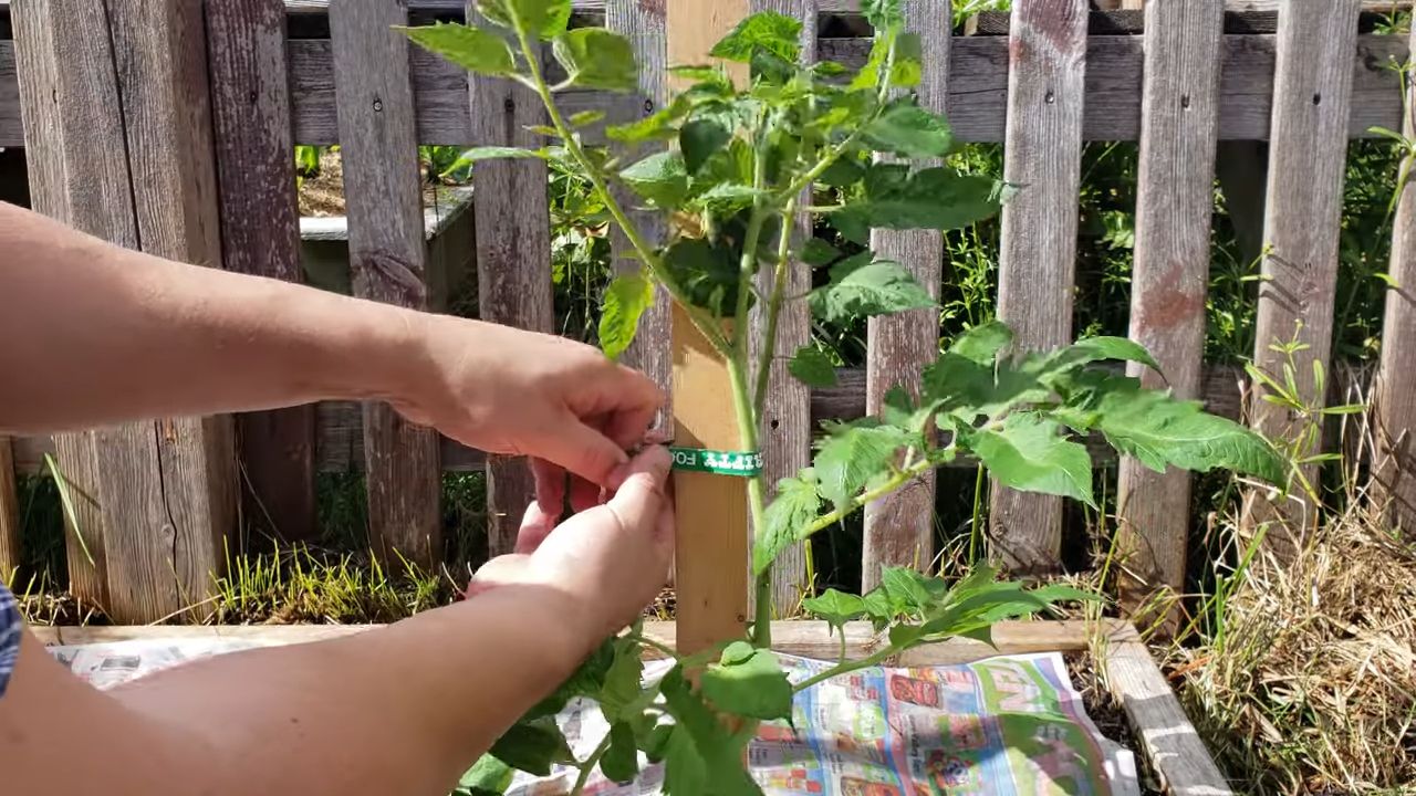 Roma Tomaten zu Hause anbauen