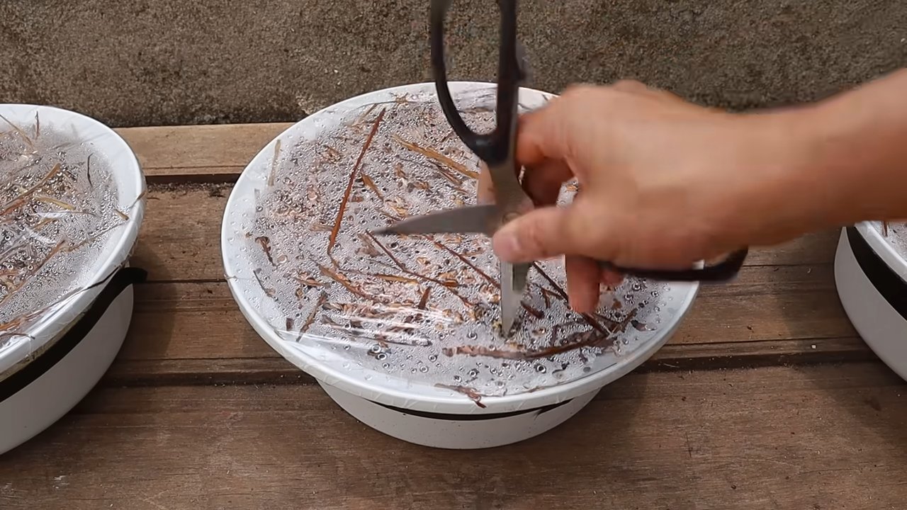 Pilze Küche selber züchten