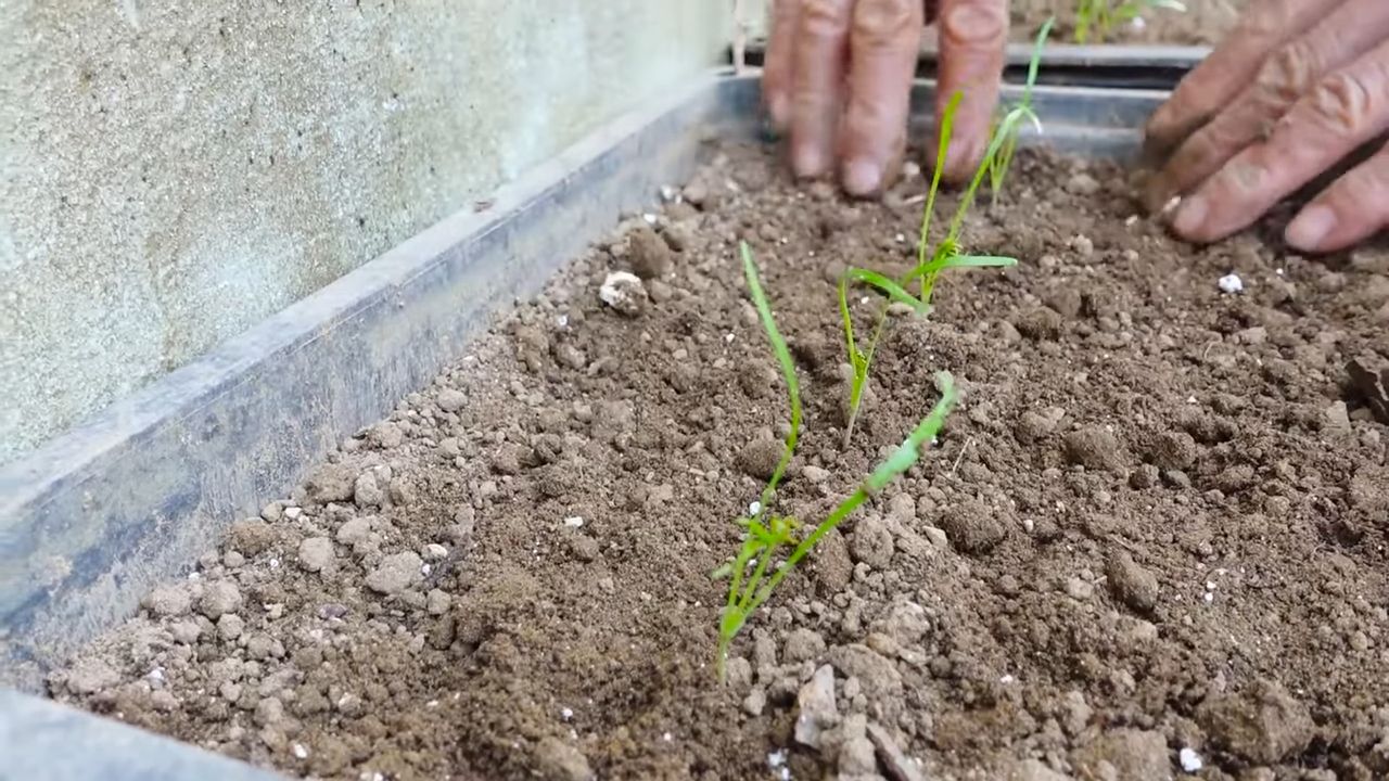 Dill im Küche anbauen