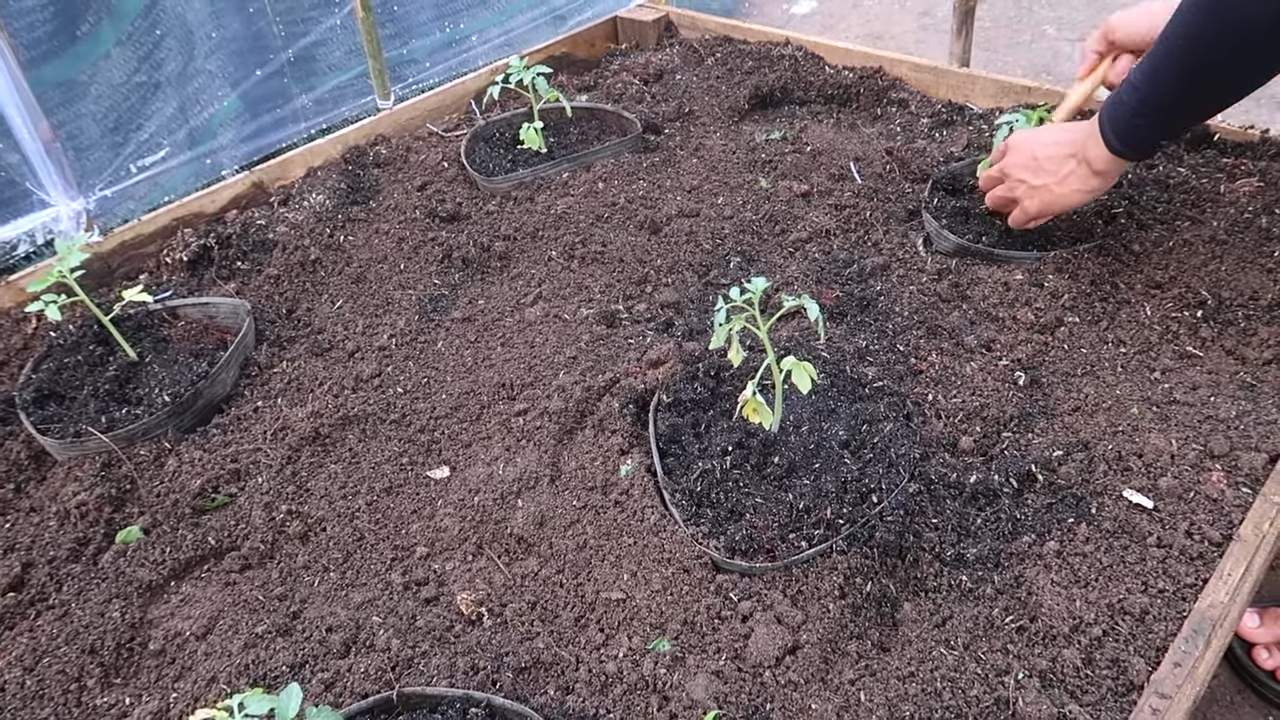 Lange Bohnen selbst anbauen