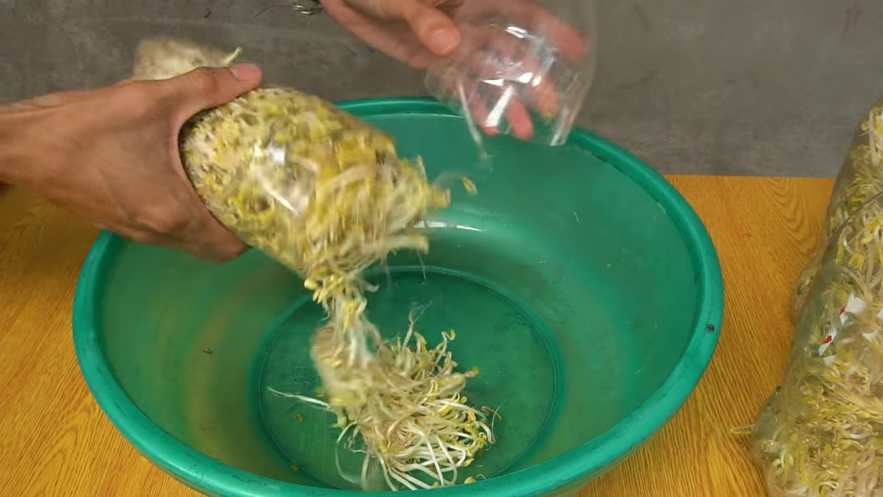 Bohnensprossen ziehen im Glas