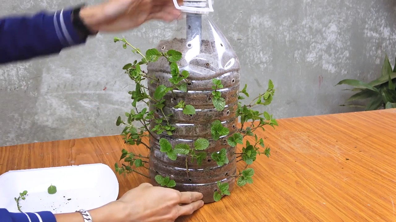 Minze Stecklinge in Plastikflaschen