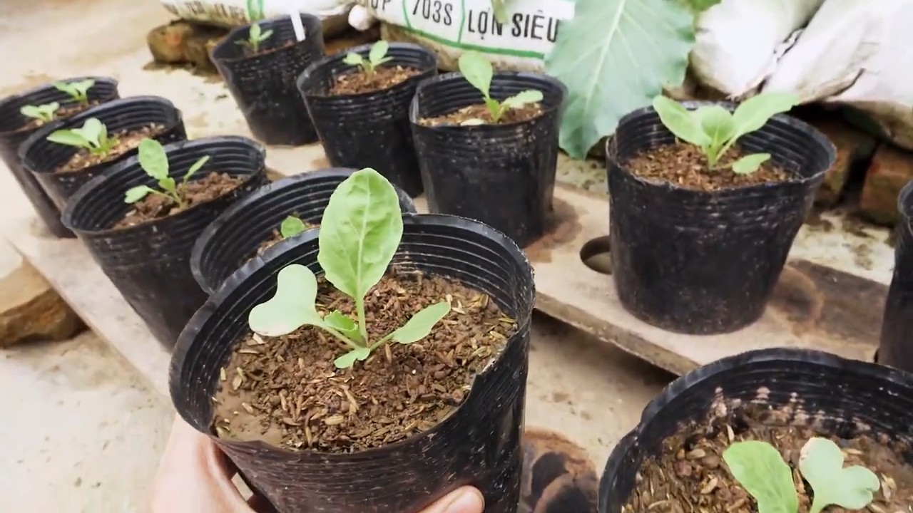 Kohl Anbau aus Samen