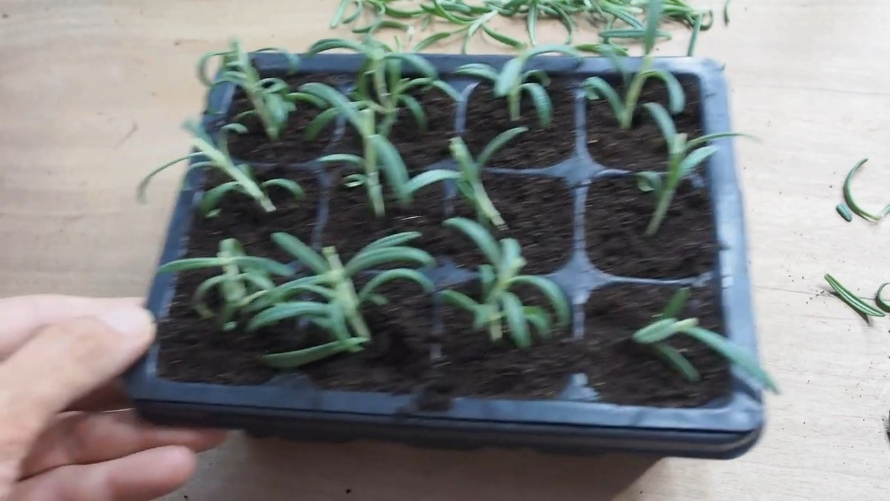 Rosmarin anbauen in der Küche