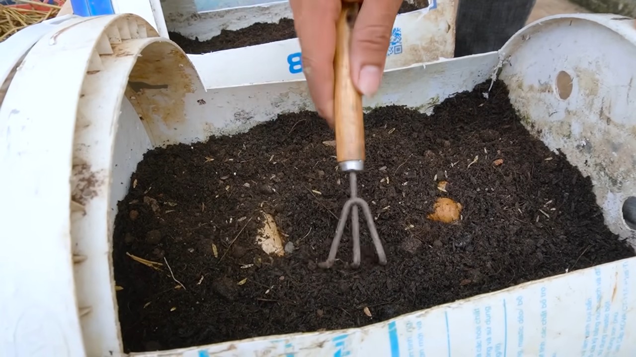 Gelbe Wassermelone Viereckig Züchten