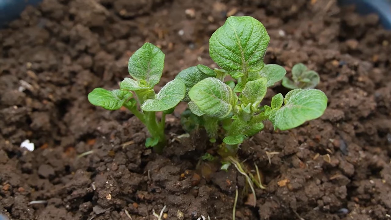 Tomaten ganzjährig zum Tragen bringen