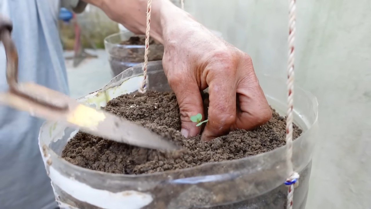 Kohl anbauen im Gemüsegarten