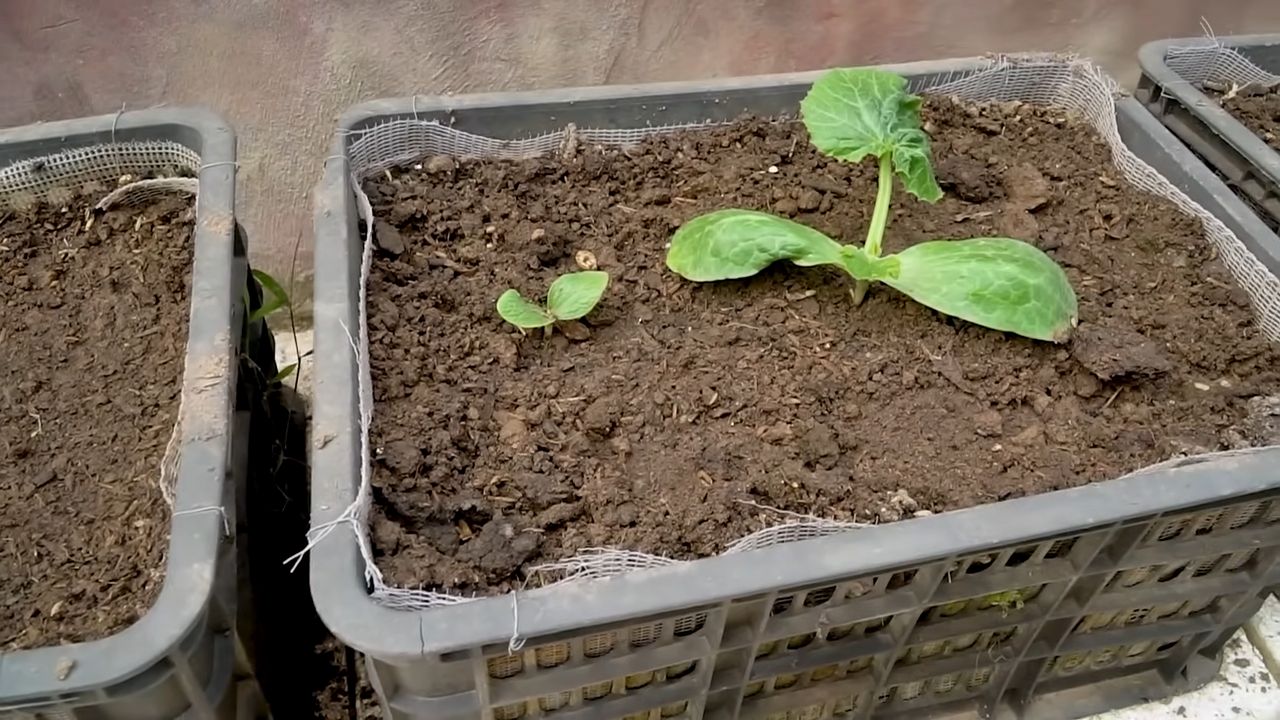 Zucchini Anbau leicht gemacht