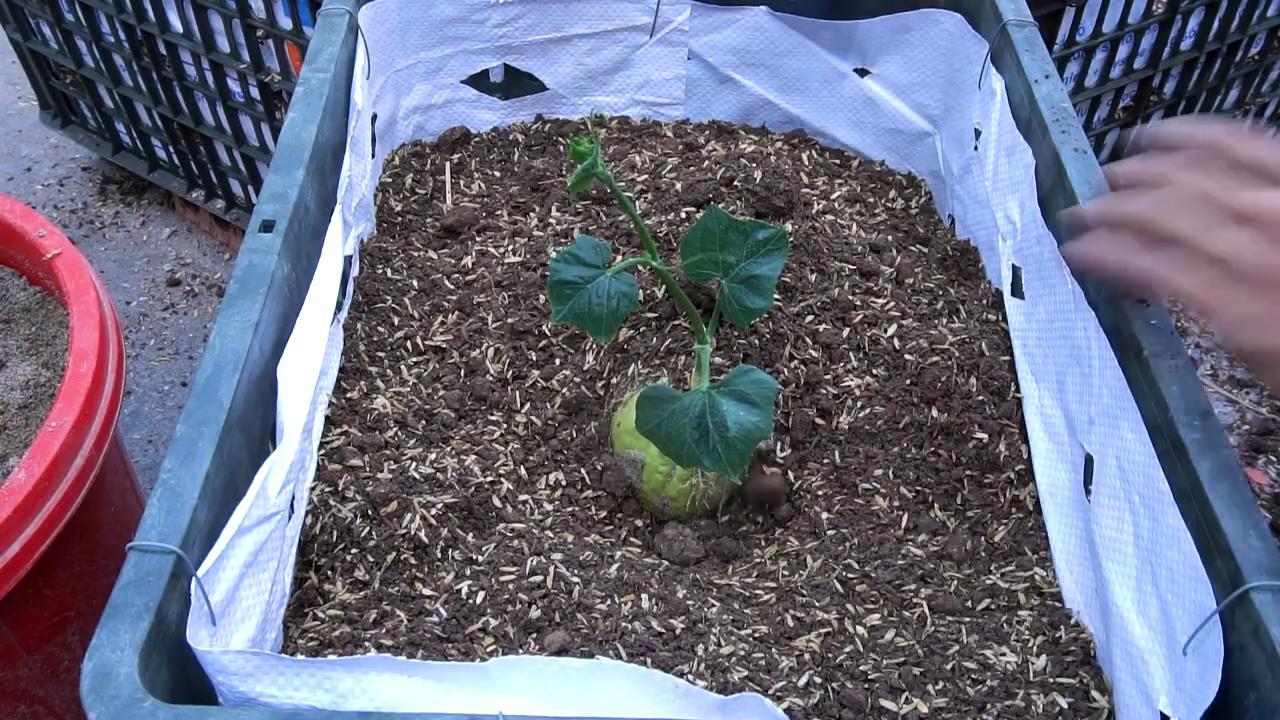 Chayote Anbau zu Hause