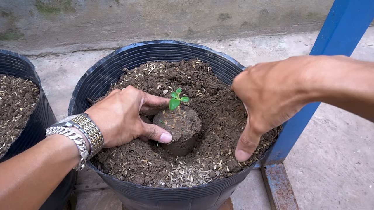 Hängemelonen einfach selbst anbauen