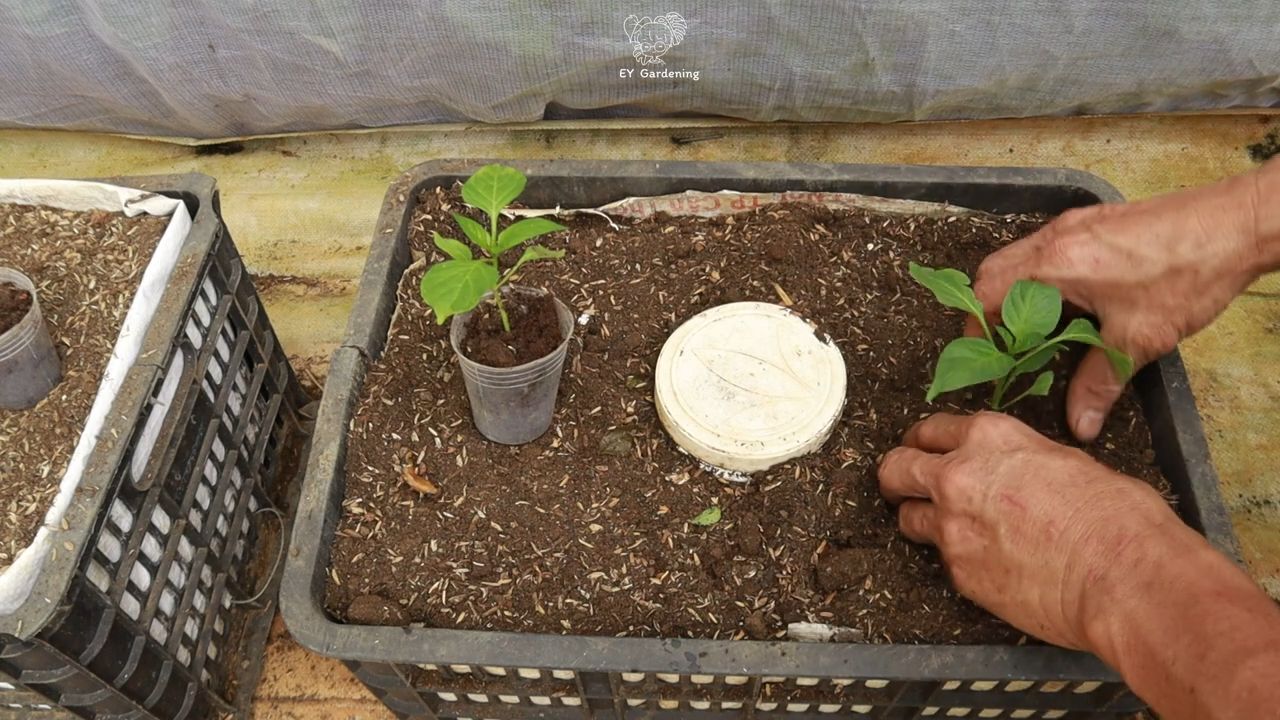 Chilischoten zu Hause anbauen