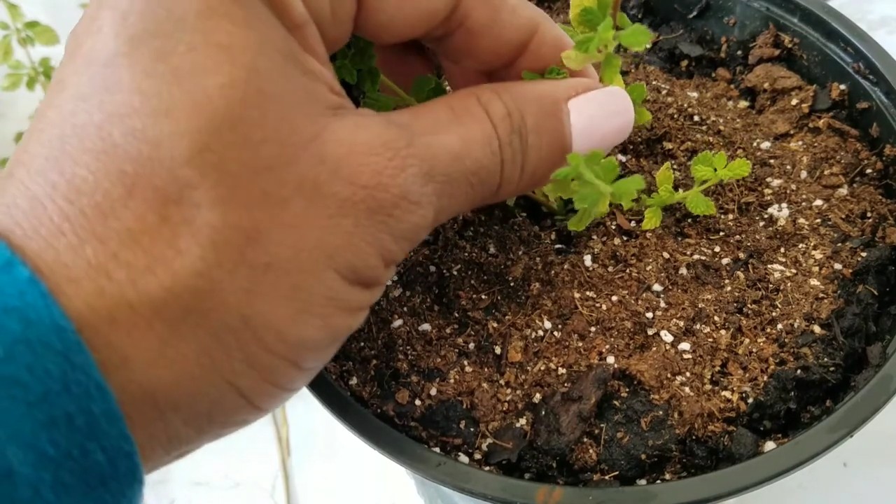 Thymian in der Küche anbauen
