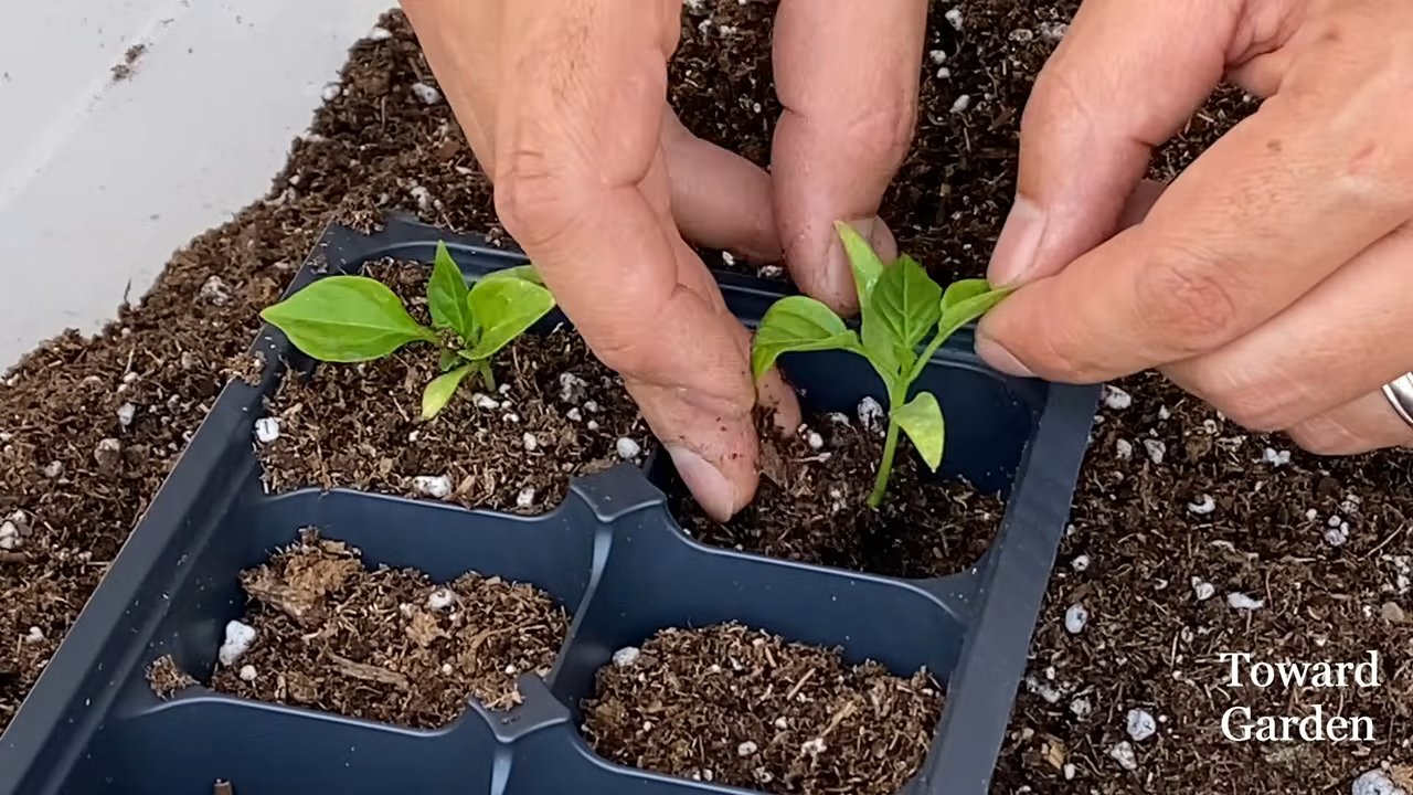 Paprika Anbau Einfach Selber Machen