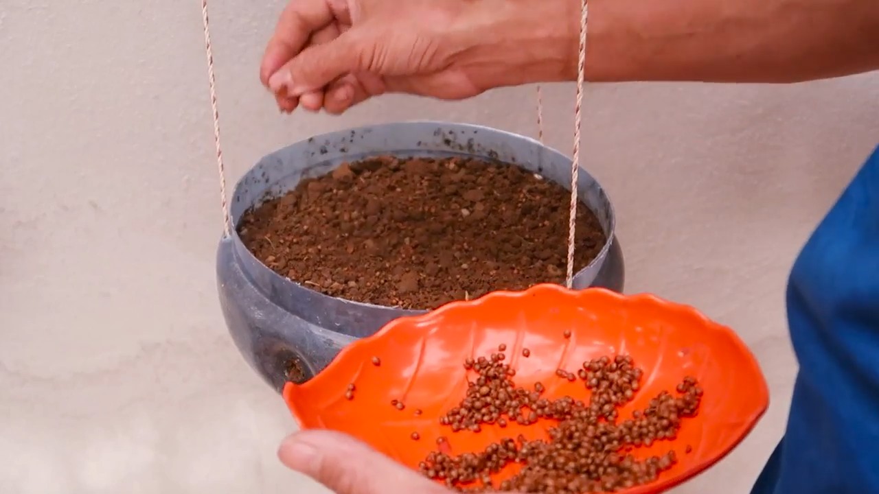 Hängender Koriandergarten DIY