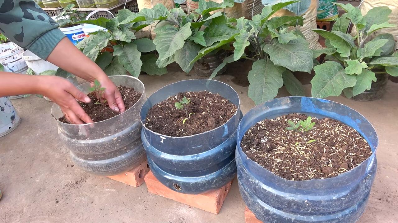 Süße Kirschtomaten für Faule