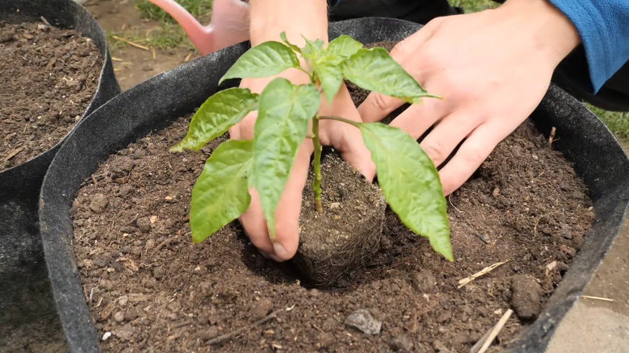 Gelbe Habaneros im Topf anbauen