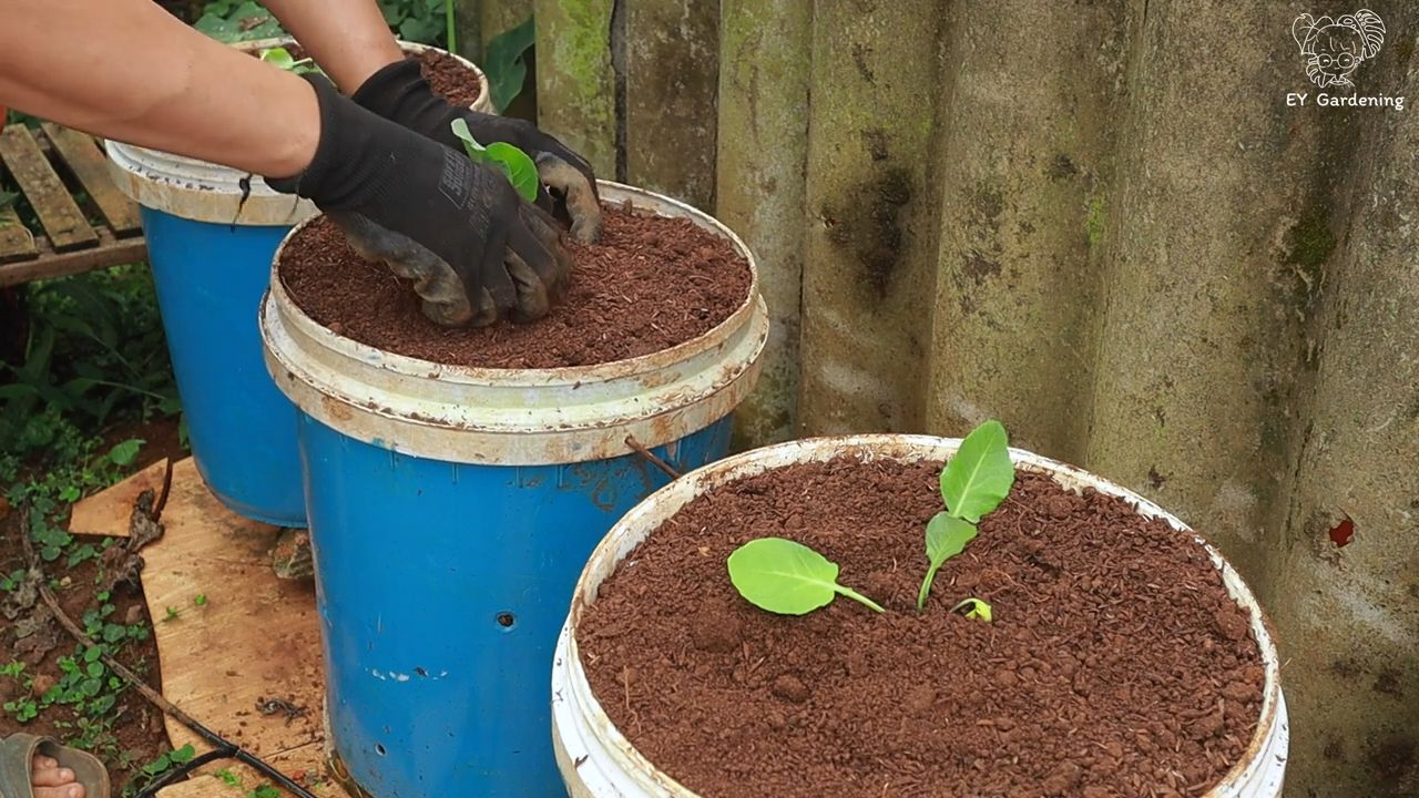 Blumenkohl Brokkoli Anbau einfach