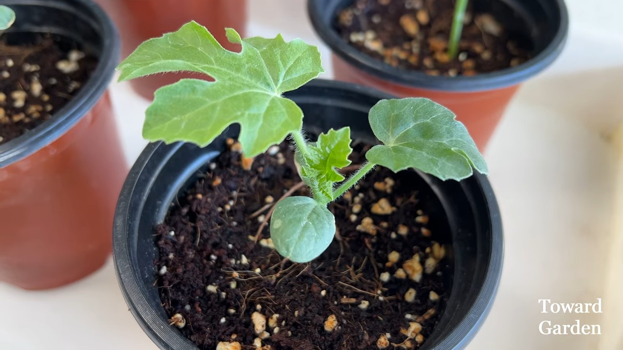 Wassermelone Anbau im Topf