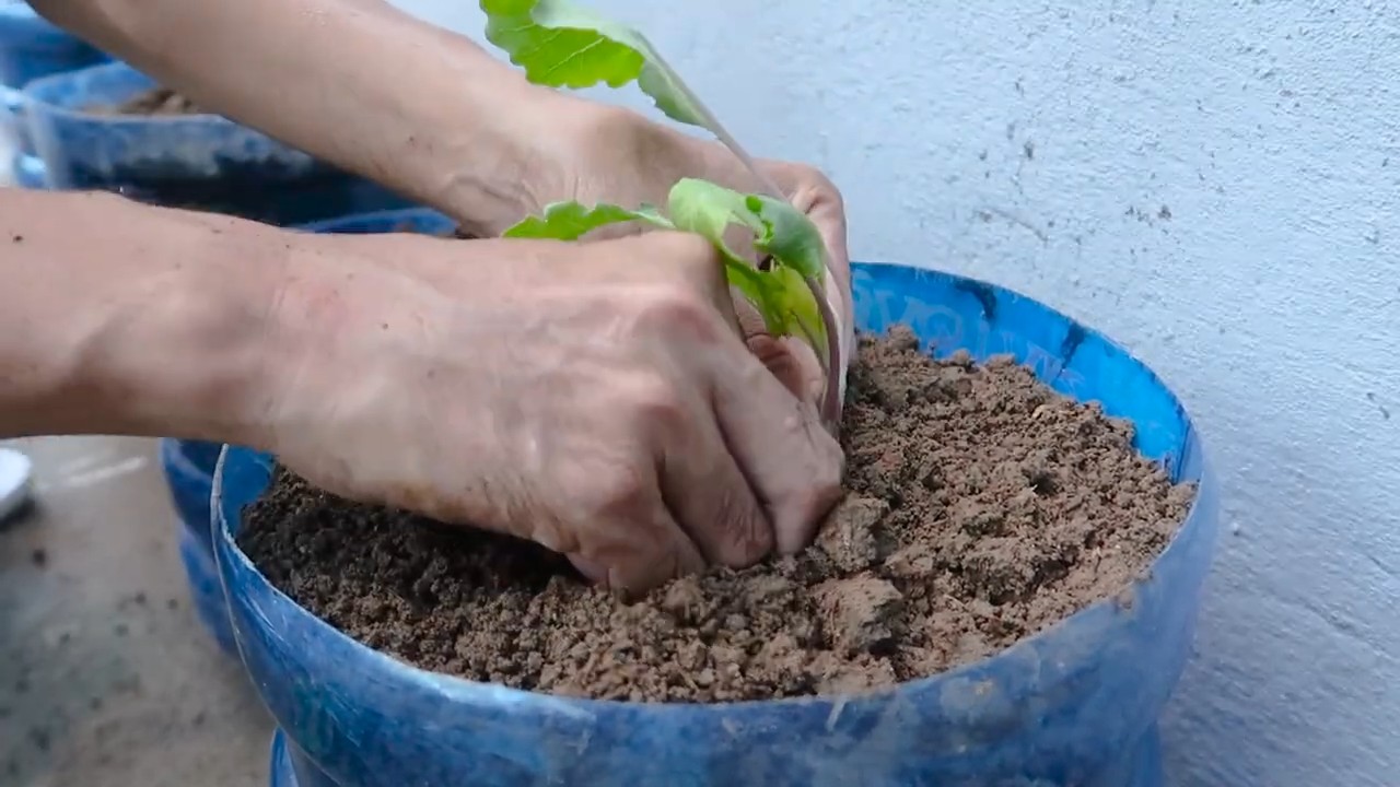 Kohlrabi Anbau DIY Flaschengarten