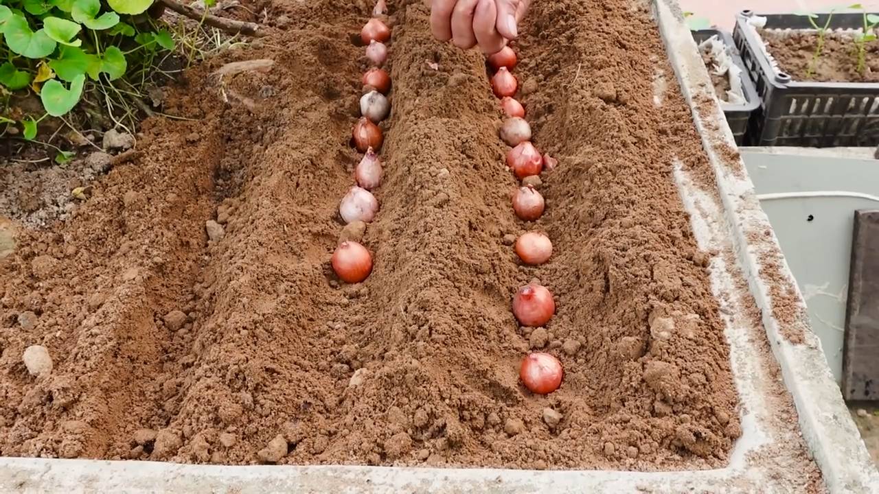 Frühlingszwiebeln anpflanzen kleiner Garten