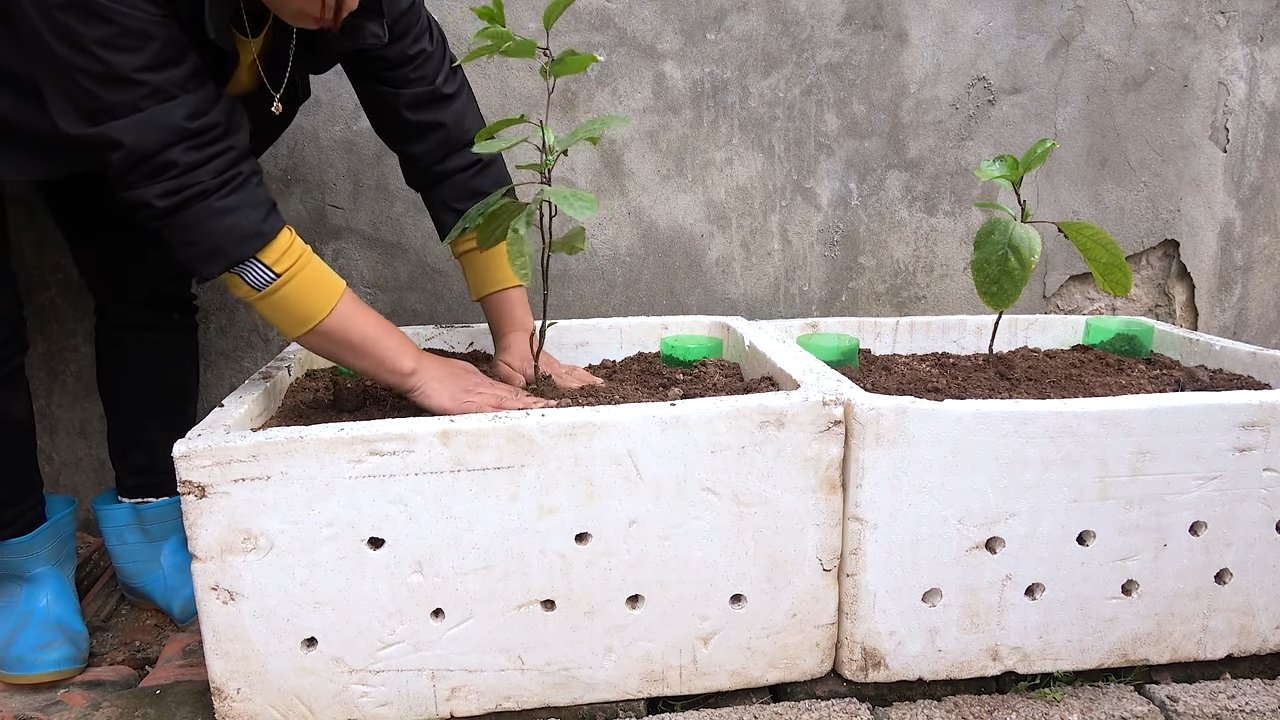 Balkon gestalten mit Passionsfrucht