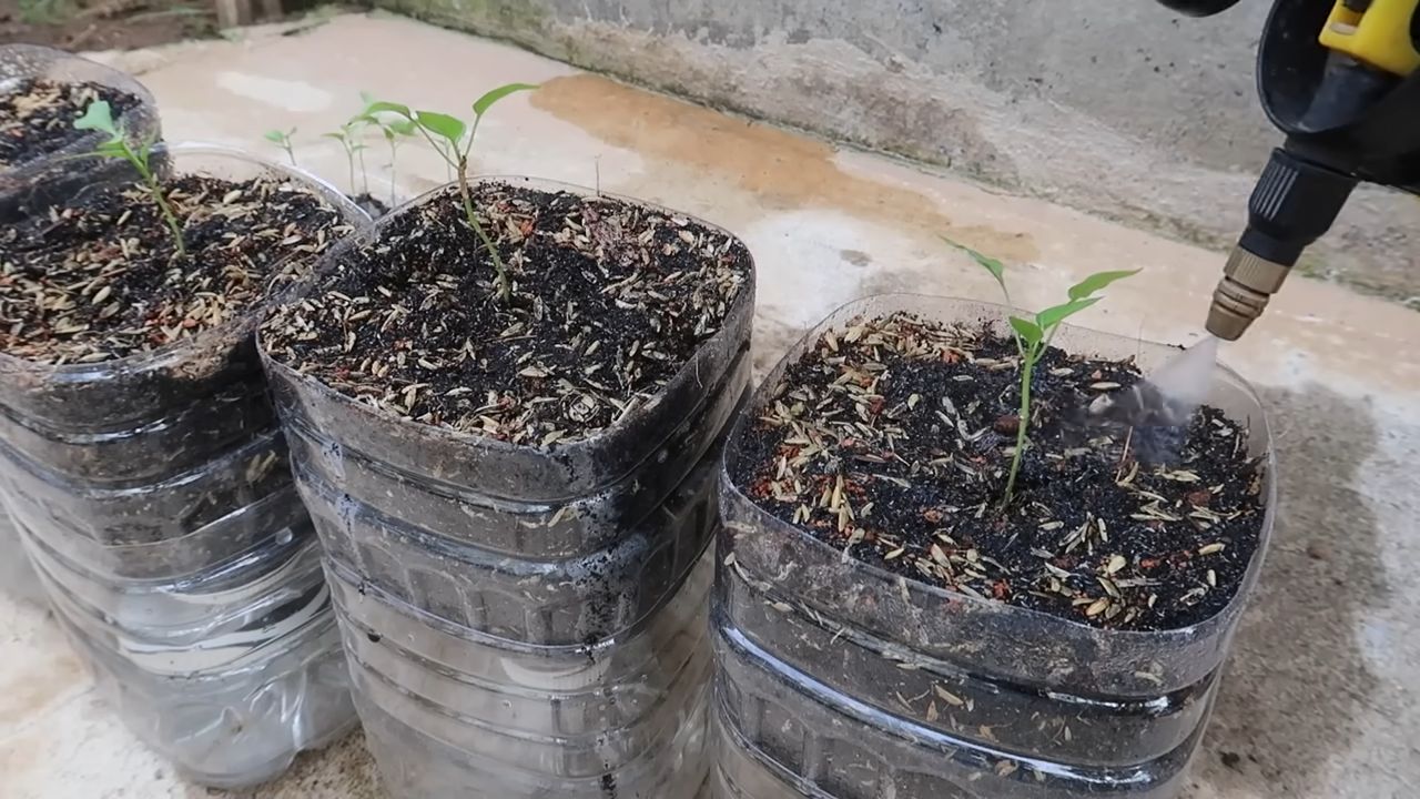 Paprika im Topf anbauen