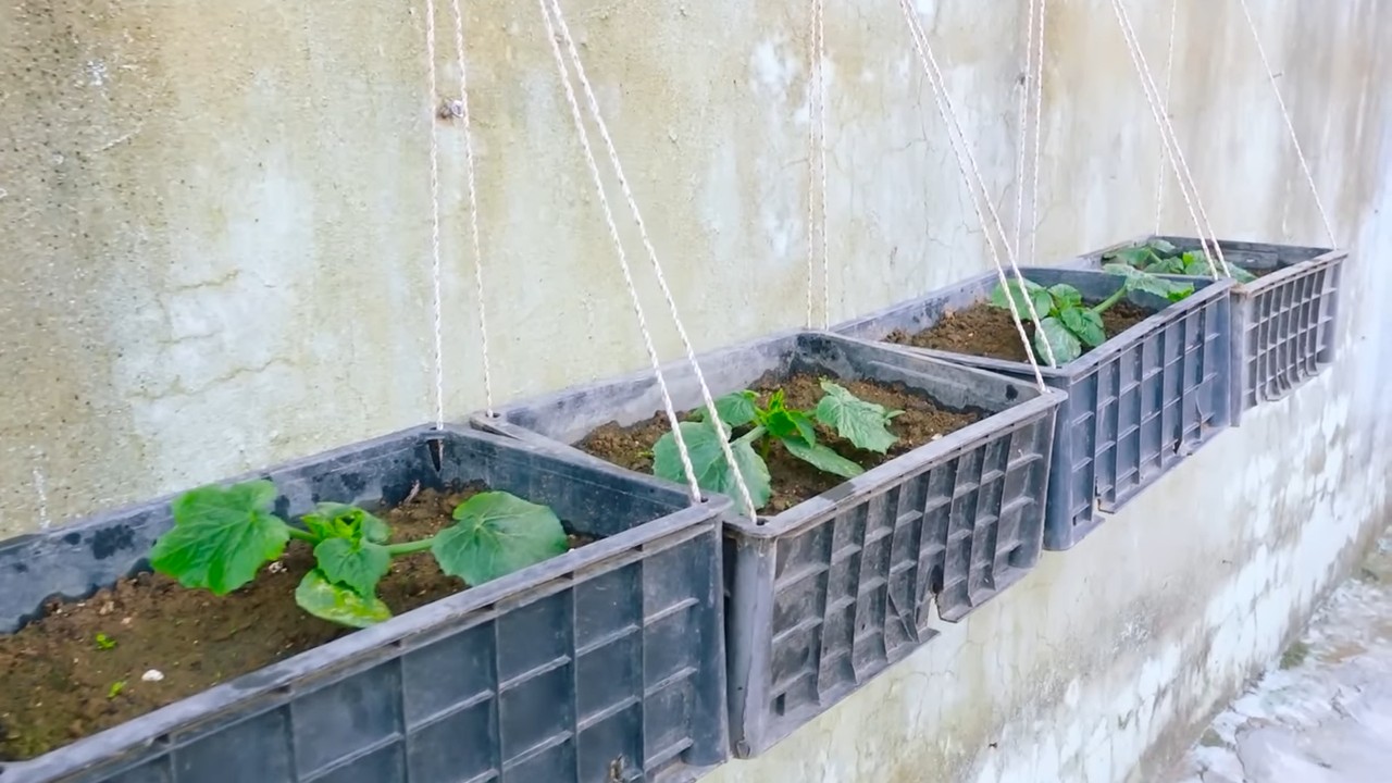 Zucchini richtig zubereiten