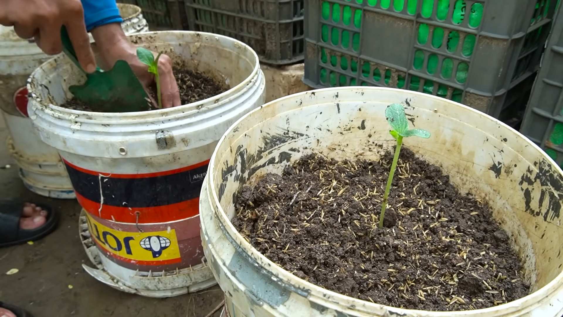 Riesenzucchini Anbau zu Hause