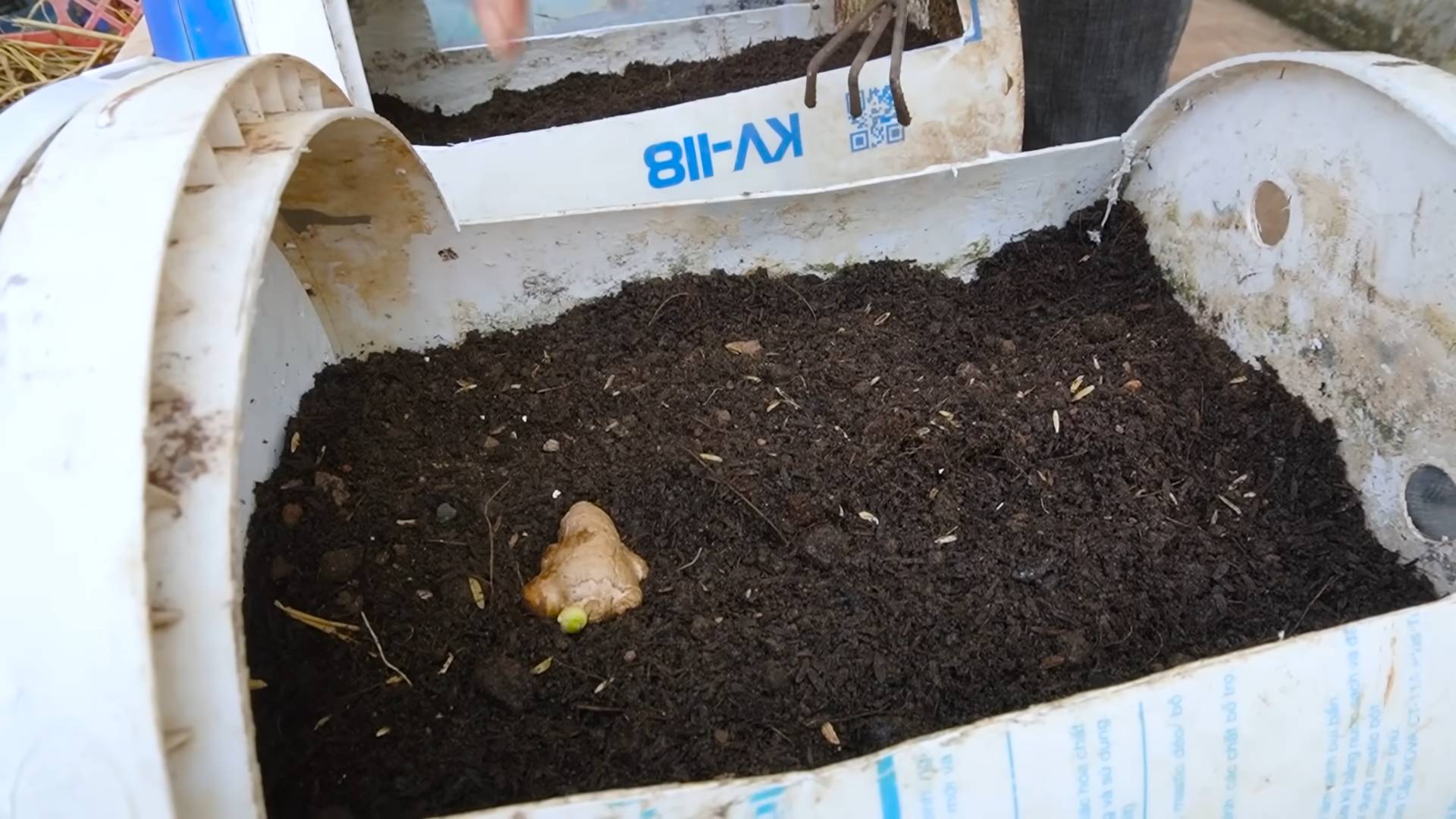 Ingwer Anbau DIY System
