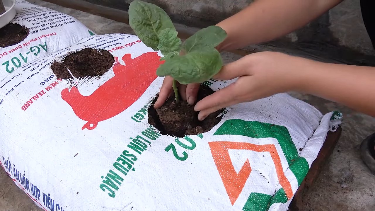 Auberginen Anbau Kleiner Garten