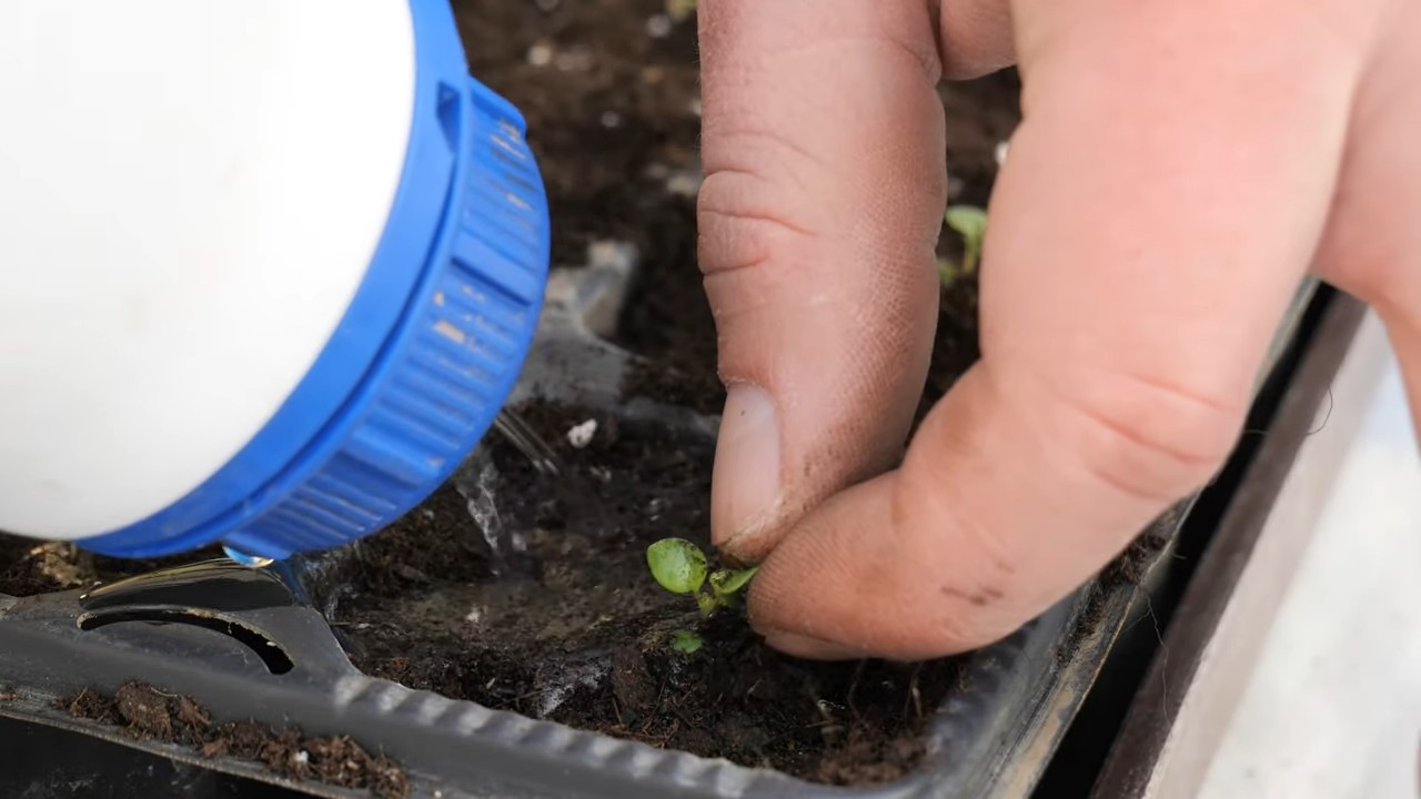 Oregano Anbau Innenbereich