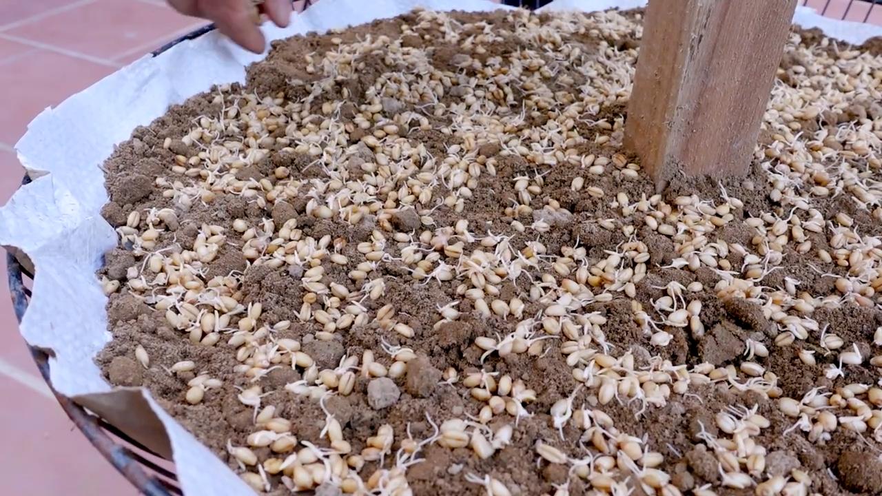 Weizengras Anbau Anleitung