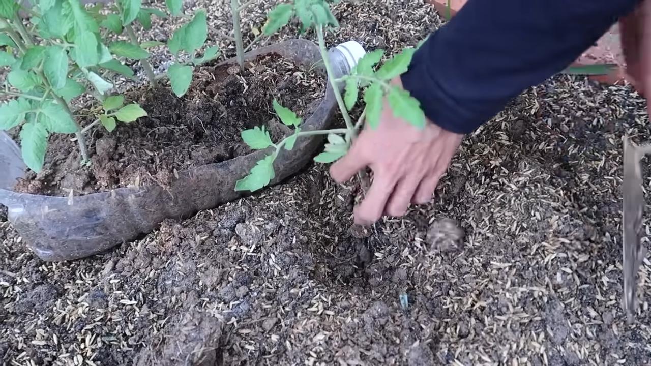 Tomaten ohne Garten anbauen