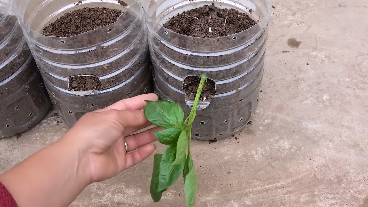 Paprika Anbau im Topf