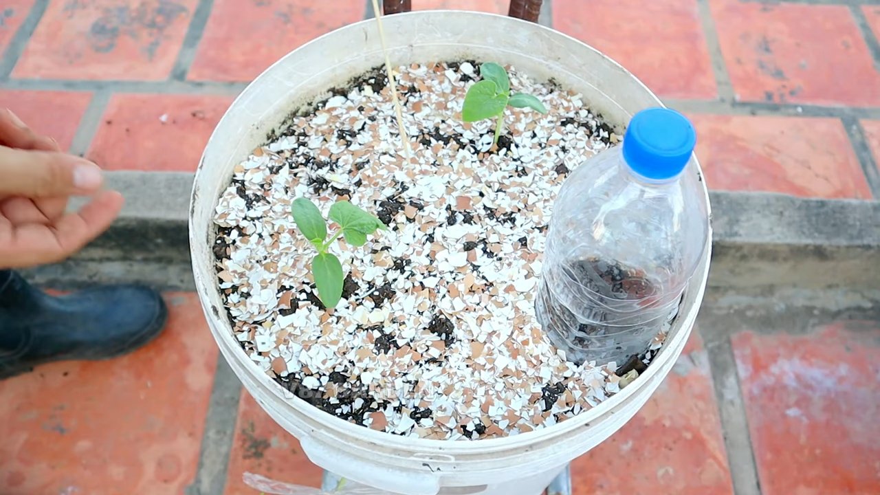 Melone anbauen im Eimer