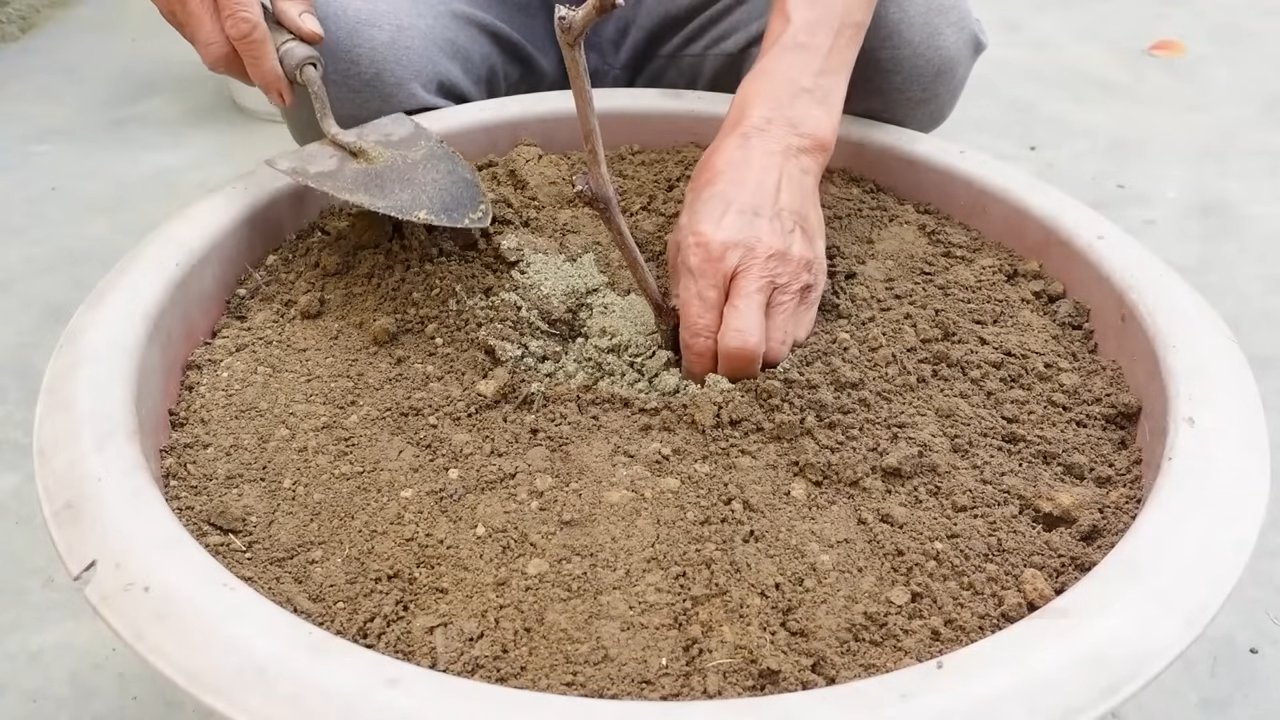 Zitronenernte steigern Garten Trick