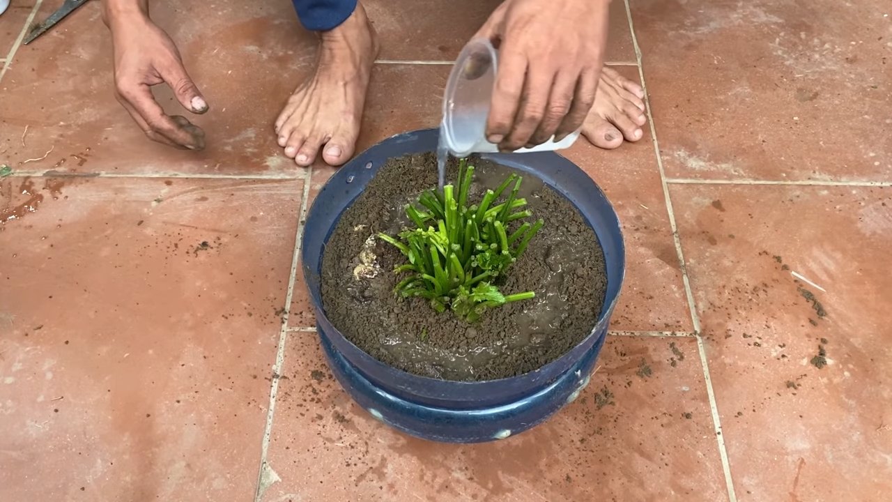 Sellerie im Garten anbauen