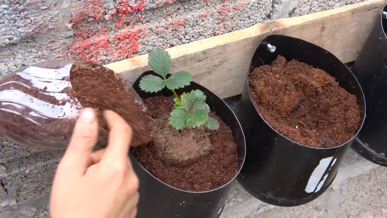 Erdbeeren einfach selbst anbauen