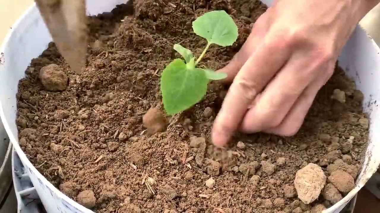 Melonen Süße Verdoppeln Trick
