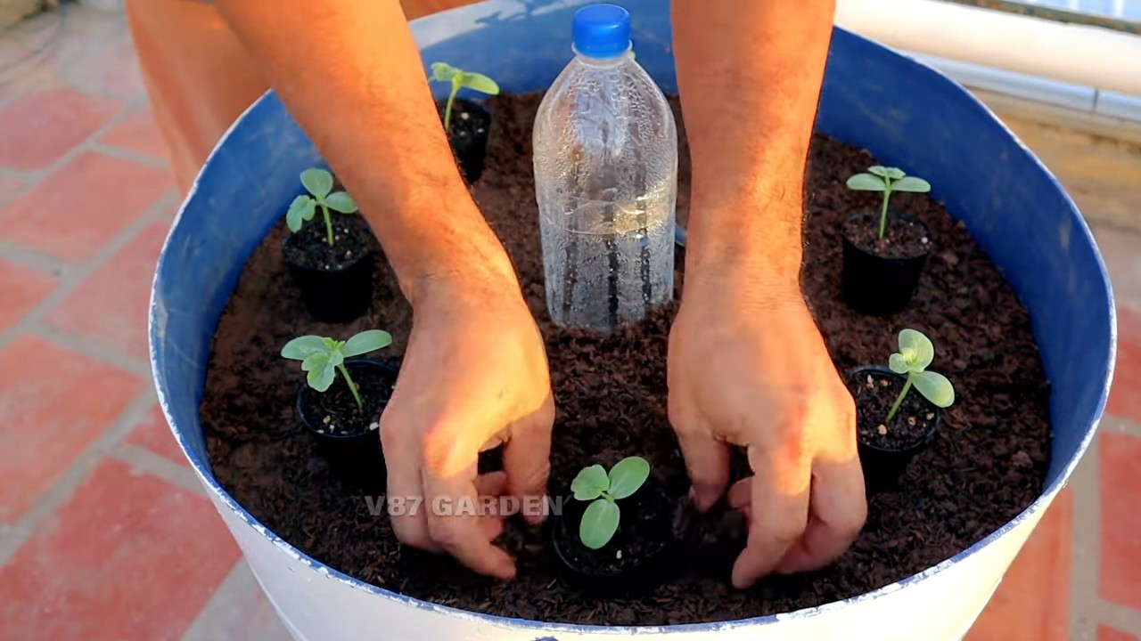 Wassermelone im Topf ziehen