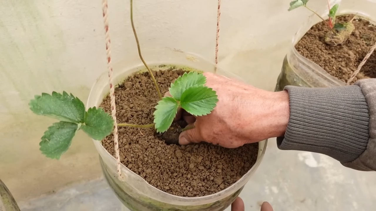 Erdbeeren ernten einfache Routine