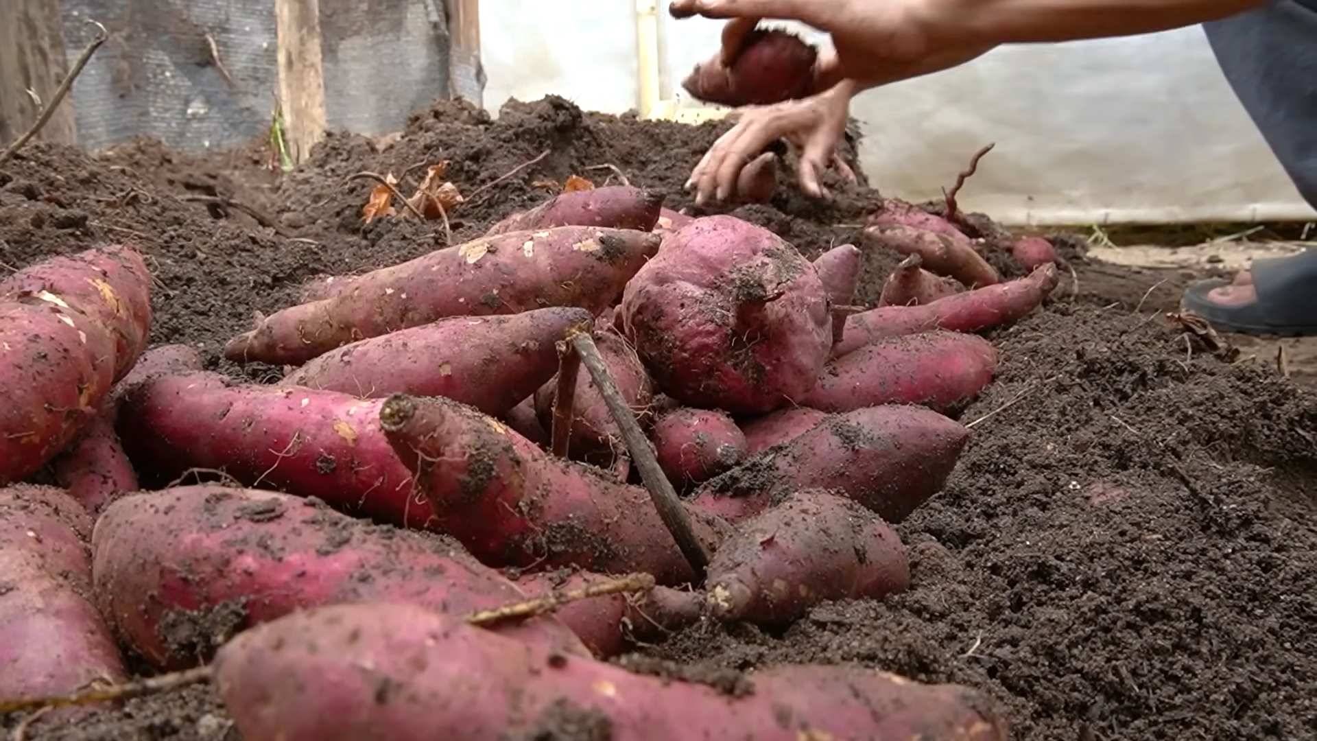 Süßkartoffeln anbauen ohne Garten