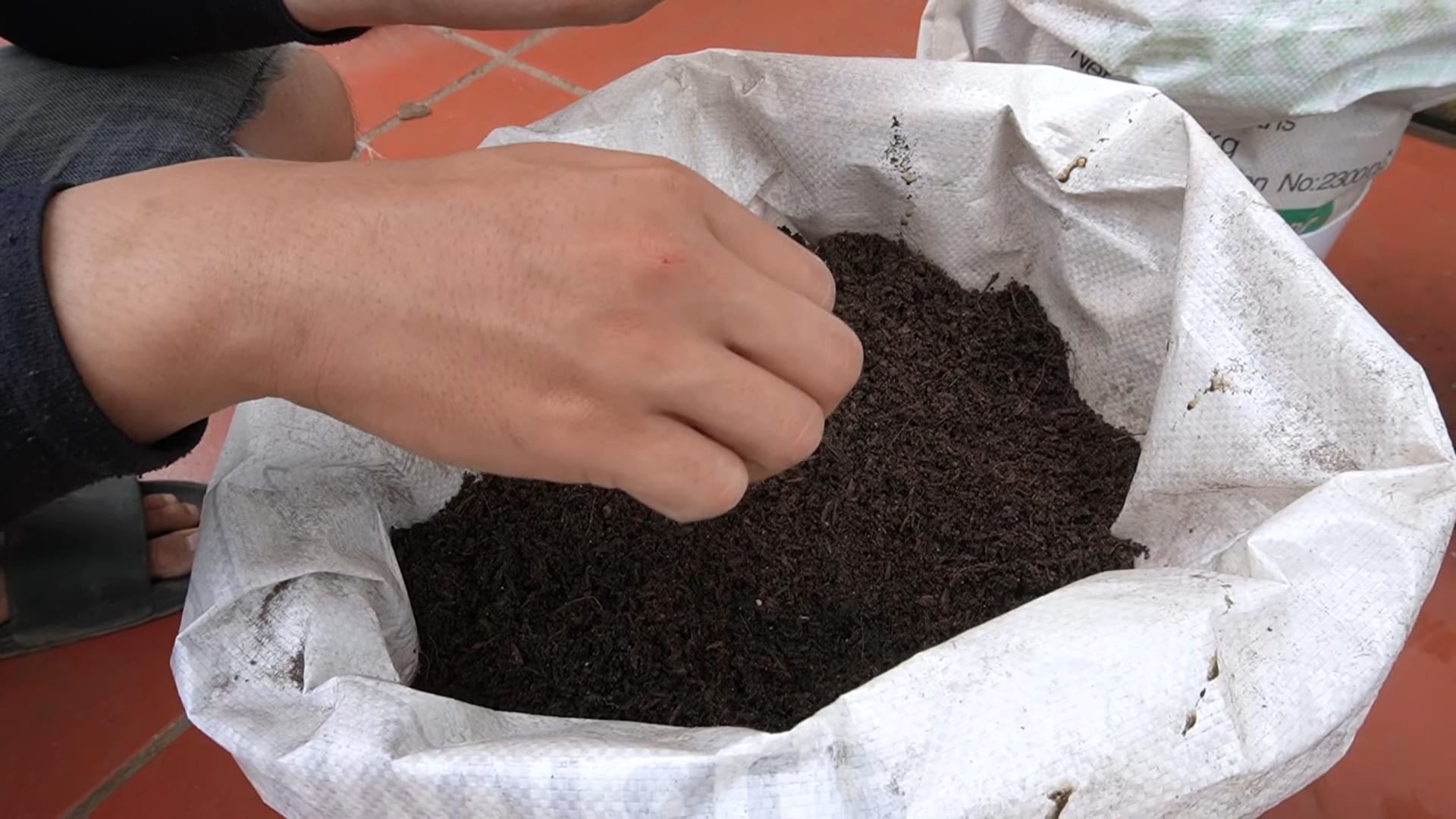 Kohl Anbau im Hochbeet