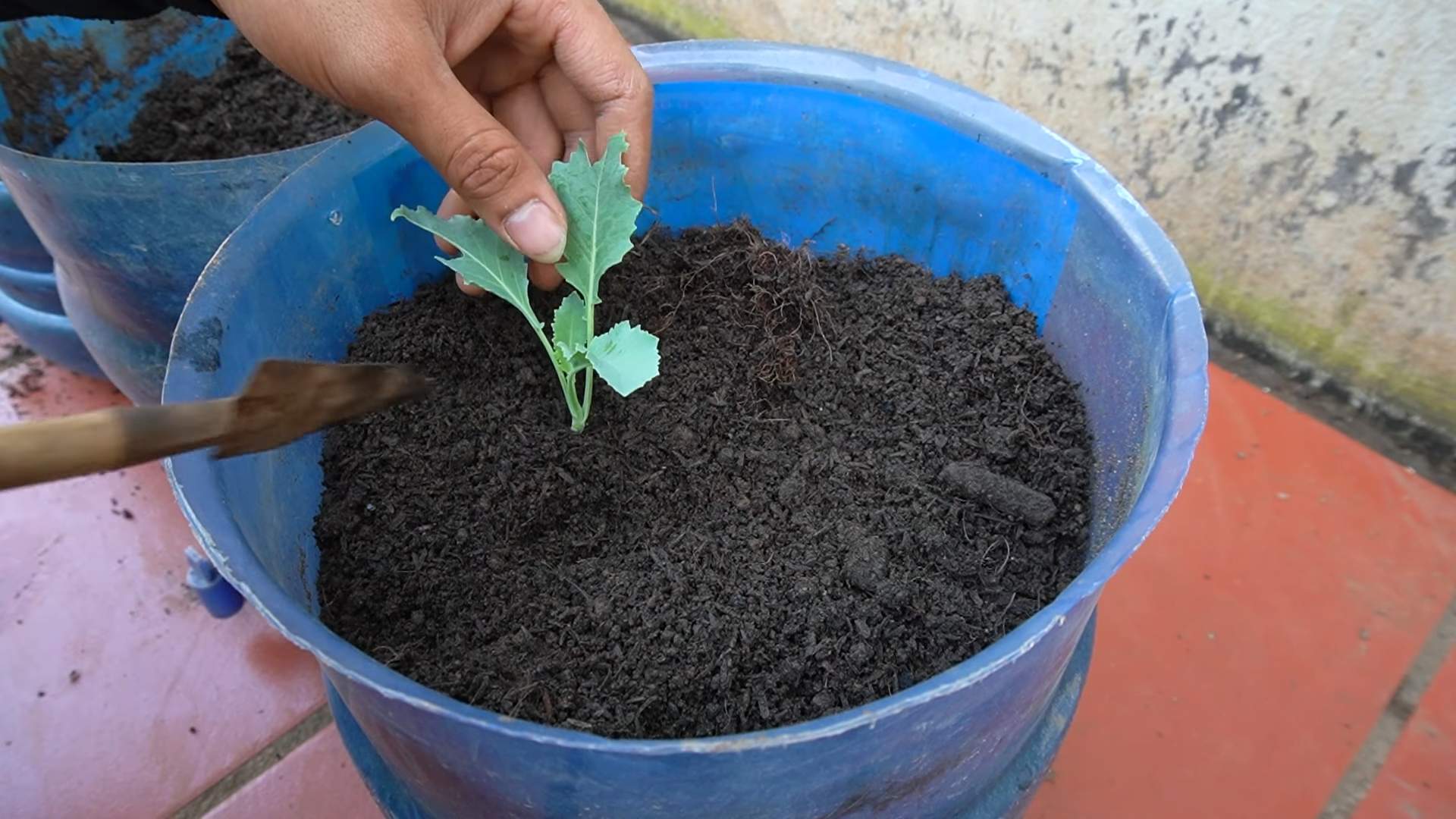 Kohlrabi Ernte Garten Tipps