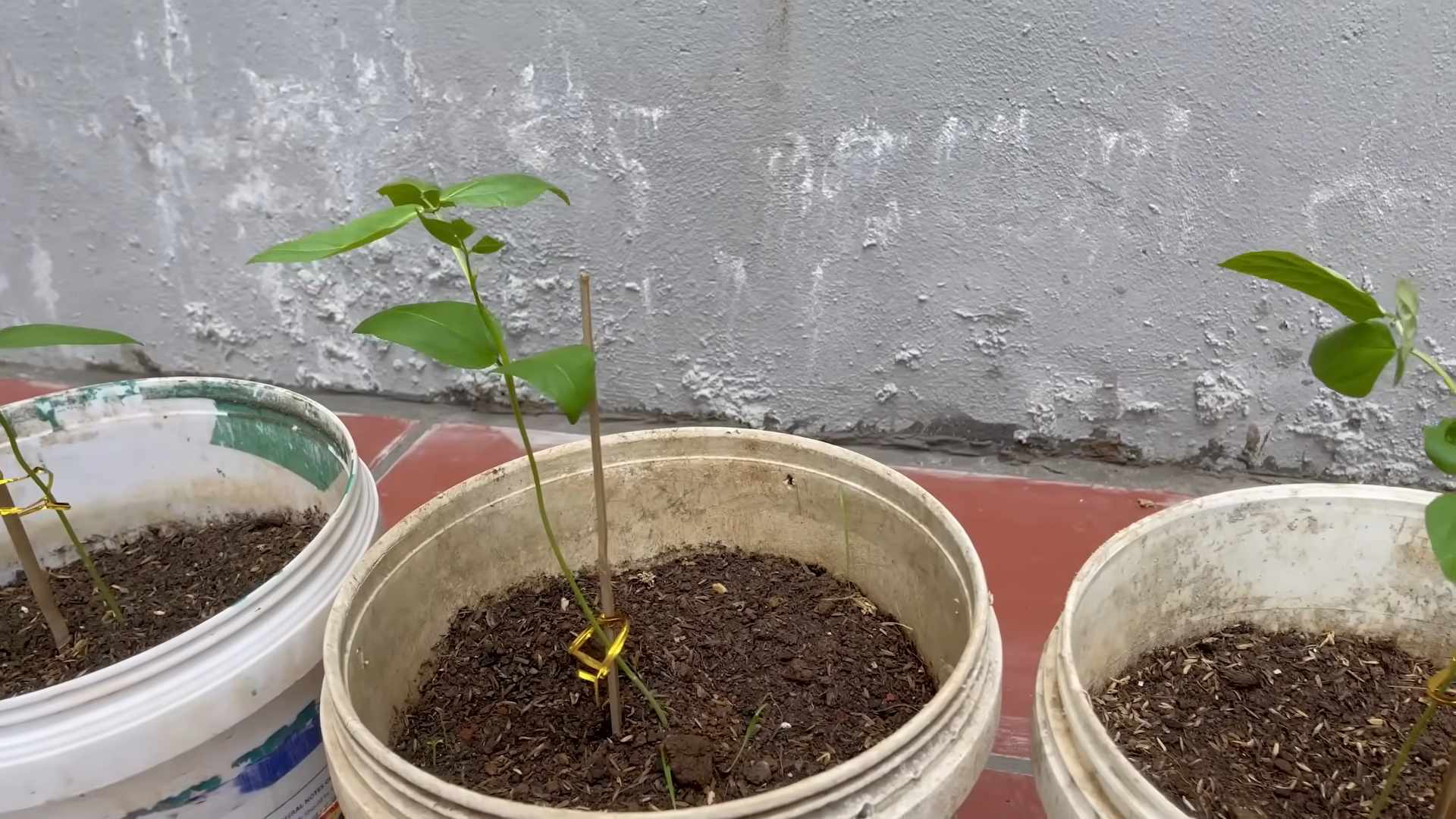 Lange Bohnen schnell anbauen