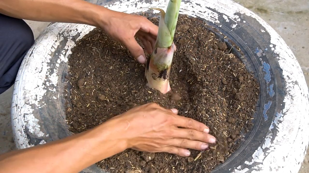Bananenernte steigern Tipps