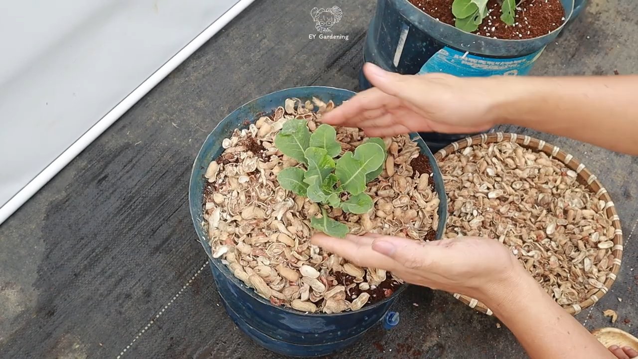 pflegeleichter Blumenkohl hoher Ertrag