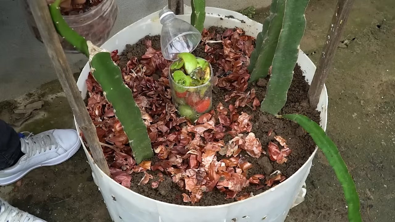Drachenfrucht zu Hause anbauen